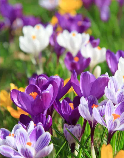 Als de krokussen bloeien...